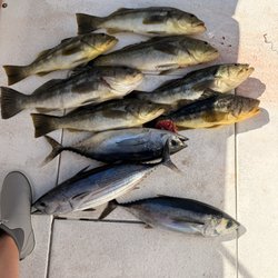 Bongos Sportfishing Charters