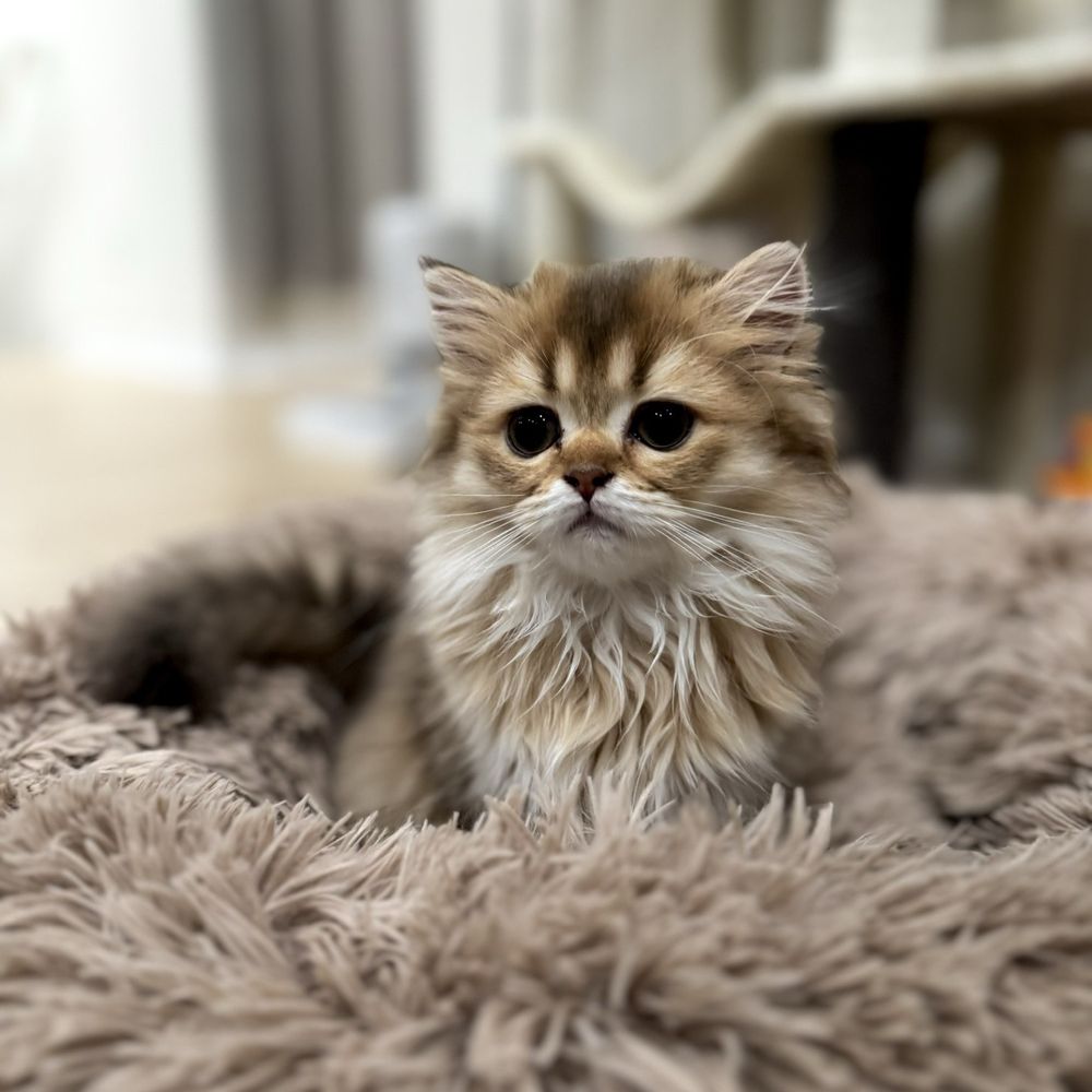 TOP 10 BEST Rat Vet in Irvine, CA - Updated 2026 - Yelp