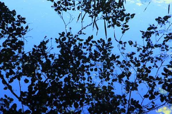 Earth Sanctuary by null