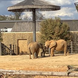Elephants Elephants