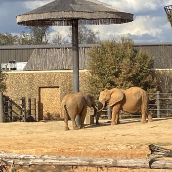 Caldwell Zoo - Elephants - Zoos Near Me - Tyler, Texas Caldwell Zoo - Elephants - Zoos Near Me - Tyler, Texas
