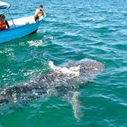 Mexitours