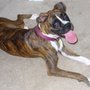 Photo of Dog Training In Your Home