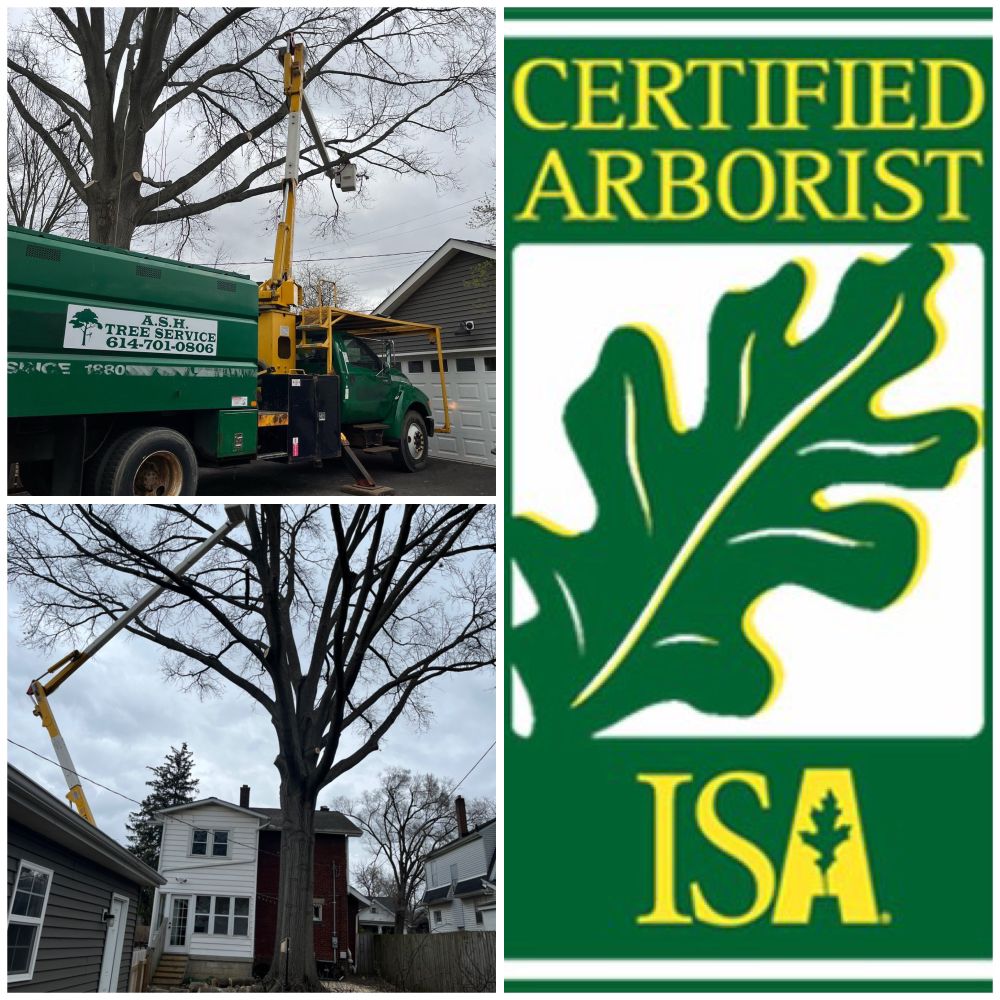 ASH Tree Services - tree service in Reynoldsburg, OH