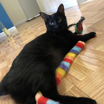 UWS Cat Sitting - Pet Sitting Near Me UWS Cat Sitting - Pet Sitting Near Me