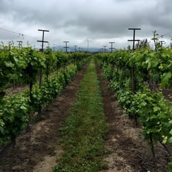 Viñedos William Cole - Vineyard. Breathtaking!