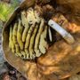 Photo of Pro Bee Rescue