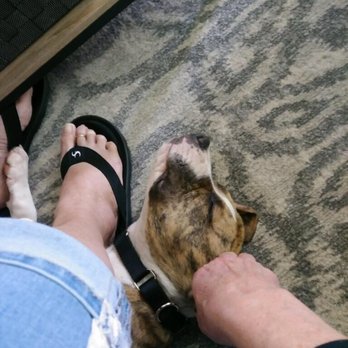 The Pet Sitter Lady 2 - Pet Sitting Near Me The Pet Sitter Lady 2 - Pet Sitting Near Me