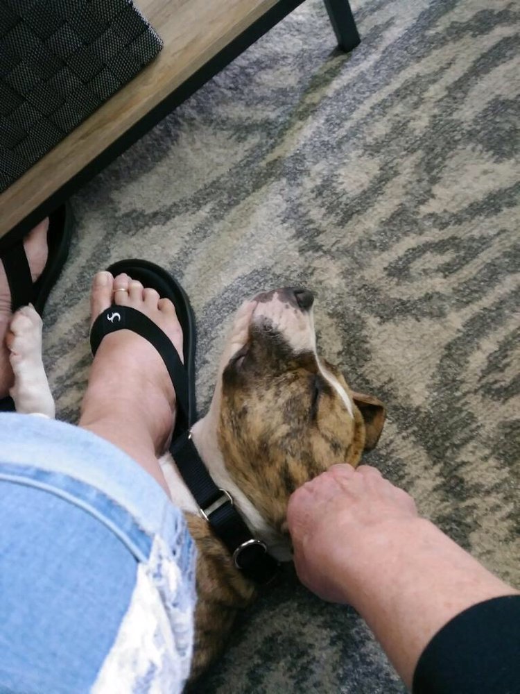 The Pet Sitter Lady 2 - pet boarding facility in Mesa, AZ