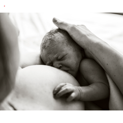 Raleigh Oak Lactation