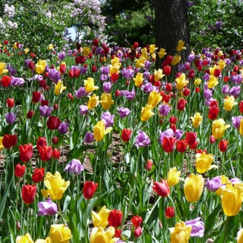 Lilacia Park - Tulips. - Parks Near Me - Lombard, Illinois Lilacia Park - Tulips. - Parks Near Me - Lombard, Illinois