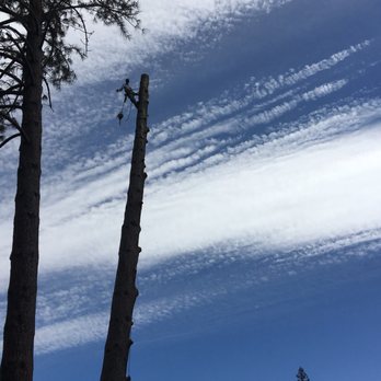 Bear Claw Tree Service - Hazard tree removal. - Tree Services Near Me Bear Claw Tree Service - Hazard tree removal. - Tree Services Near Me