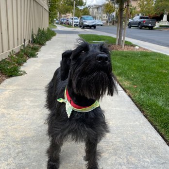Ladera Ranch Grooming & Pet Spa - Pet Groomers Near Me - Ladera Ranch, California