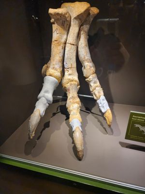 Sam Noble Oklahoma Museum of Natural History by null