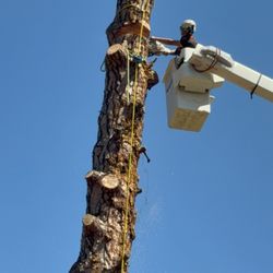 Ascension Tree Care