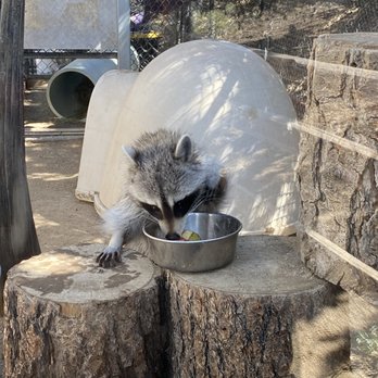 Animal Ark - Raccoon chowing down on his food - Zoos Near Me - Reno, Nevada Animal Ark - Raccoon chowing down on his food - Zoos Near Me - Reno, Nevada