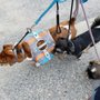 Photo of Jen's Pawfect Pets
