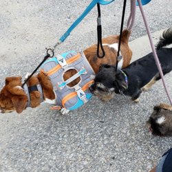 Jen's Pawfect Pets