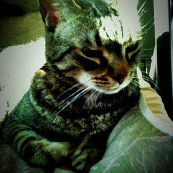Burbank Pet Hospital - Veterinarians Near Me - San Jose, California