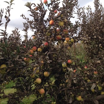 Jonamac Orchard - Fruits & Veggies Near Me - Malta, Illinois