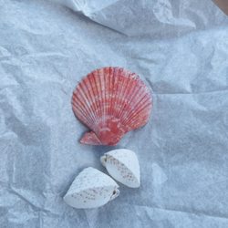 Heart cardium fragum