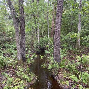 Fontainbleau Nature Trail - Hiking Near Me - Ocean Springs, Mississippi Fontainbleau Nature Trail - Hiking Near Me - Ocean Springs, Mississippi