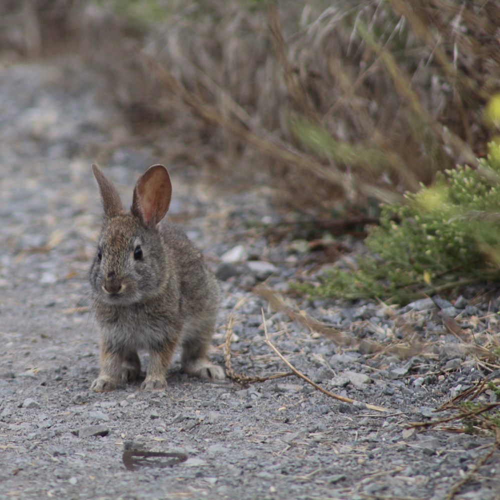 Abbotts Lagoon - Brush Rabbit - Beaches Near Me - Inverness, California Abbotts Lagoon - Brush Rabbit - Beaches Near Me - Inverness, California
