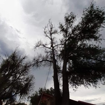 All Around Cleanup - About 40ft up - Tree Services Near Me All Around Cleanup - About 40ft up - Tree Services Near Me