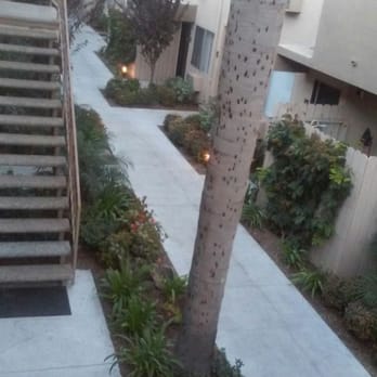 Ramona Palms Apartments - Inside the courtyard area of Ramona Palms, nice landscaping - Apartments Near Me - Bellflower, California Ramona Palms Apartments - Inside the courtyard area of Ramona Palms, nice landscaping - Apartments Near Me - Bellflower, California