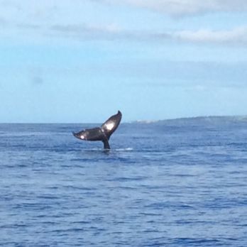 Hula Girl - Whale - Boating Near Me - Lahaina, Hawaii