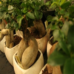 Plantenmarkt-amsterdam5.jpg