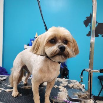 Grooming By Jae - Pet Groomers Near Me - papillion , Nebraska Grooming By Jae - Pet Groomers Near Me - papillion , Nebraska