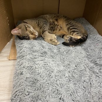 Mini Cat Town - Pet Adoption Near Me - Pleasanton, California Mini Cat Town - Pet Adoption Near Me - Pleasanton, California