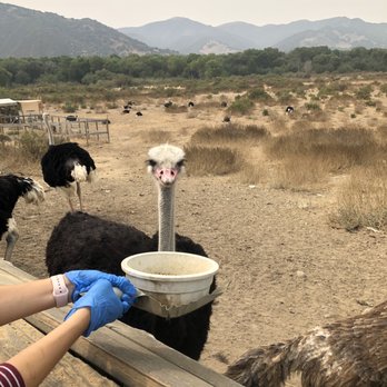 Ostrichland USA - Feeding Ostrich - Attraction Farms Near Me - Solvang, California