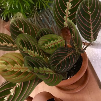 Ginkgo Gardens - I purchased this beautiful Maranta (Prayer Plant) from Ginko Gardens. - Nurseries & Gardening Near Me - Washington, DC, District of Columbia Ginkgo Gardens - I purchased this beautiful Maranta (Prayer Plant) from Ginko Gardens. - Nurseries & Gardening Near Me - Washington, DC, District of Columbia