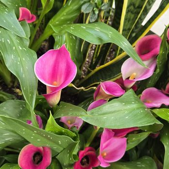 Bloedel Conservatory - Botanical Gardens Near Me - Vancouver, British Columbia