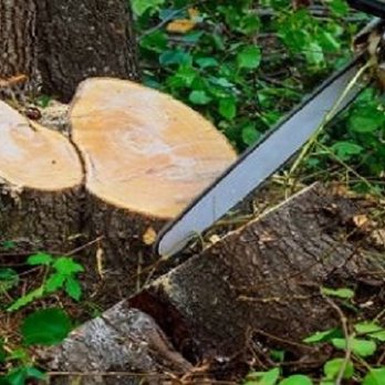 Tim's Landscaping and Tree Service - Tree Removal Services - Tree Services Near Me Tim's Landscaping and Tree Service - Tree Removal Services - Tree Services Near Me