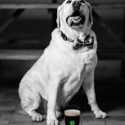 Cueni Brewing - Lou loves CueBru