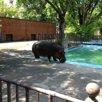 Memphis Zoo - Zoos Near Me - Memphis, Tennessee Memphis Zoo - Zoos Near Me - Memphis, Tennessee
