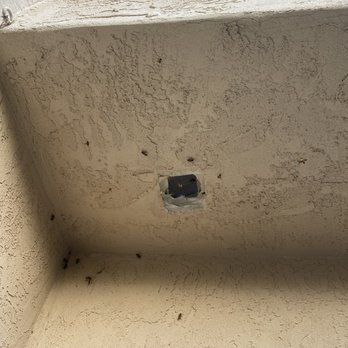 Victory Bee Removal - Pest Control Near Me