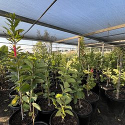 Magnolia Gardens Nursery