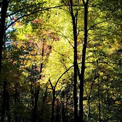Dilcher-Turner Canyon Forest - Finally getting some autumn colors