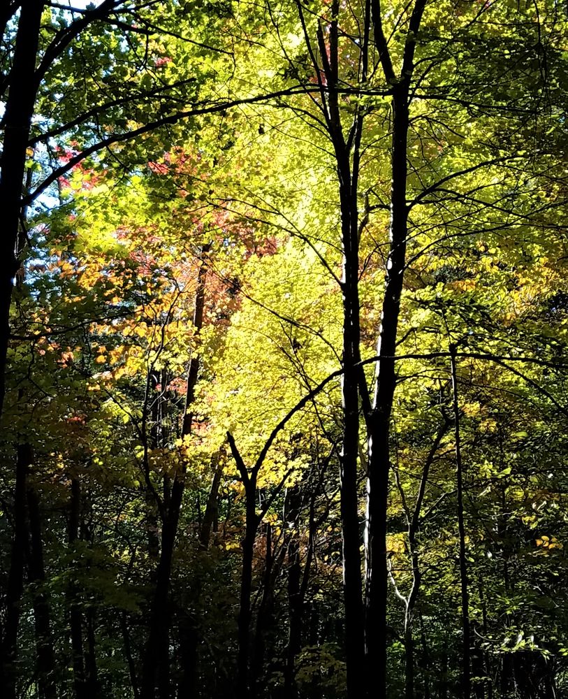 Dilcher-Turner Canyon Forest Logo