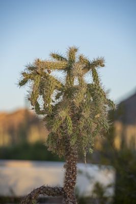 Tucson Mountain District by null
