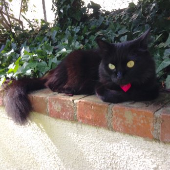 Pinnacle Veterinary Center - Beanie says, "Thanks, Dr. Shokar, for making my belly feel a whole lot better. My fur is growing back on it now, after five years!" - Veterinarians Near Me - Santa Clarita, California