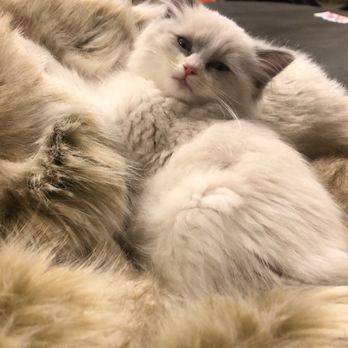 Rhetorical Ragdolls - Pet Breeders Near Me Rhetorical Ragdolls - Pet Breeders Near Me