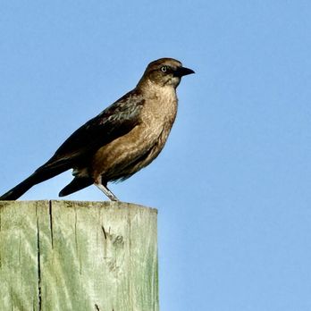 Dead Dog Saloon - Bird - Seafood Near Me - Murrells Inlet, South Carolina