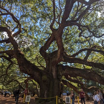 Angel Oak - Parks Near Me - Johns Island, South Carolina