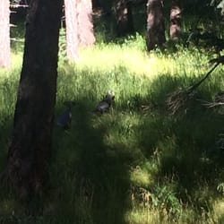 USFS Shannon Campground - Some wild turkeys came to pay me a visit