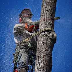 Adam Burtt Tree and Logging